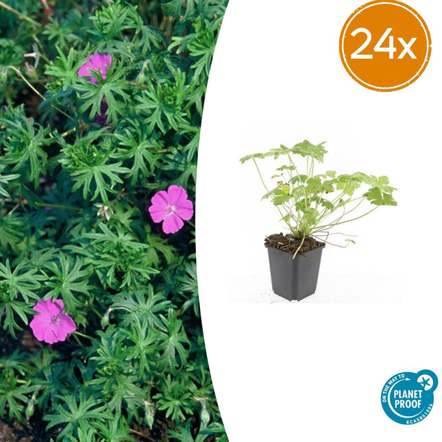 Geranium 'Tiny Monster' - Ooievaarsbek - ↕10-25cm - Ø9cm - 24x