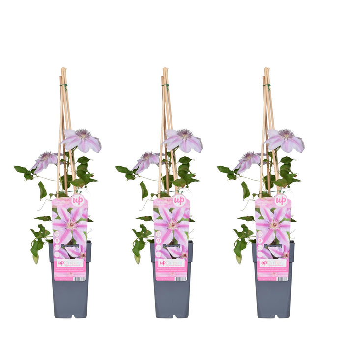 Clematis Nelly Moser - ↕65cm - Ø15cm - 3x