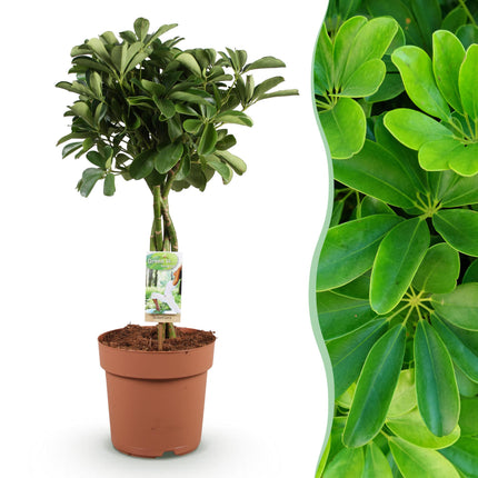 Schefflera Nora – Fingerbaum – ↕70–80 cm – Ø21 cm