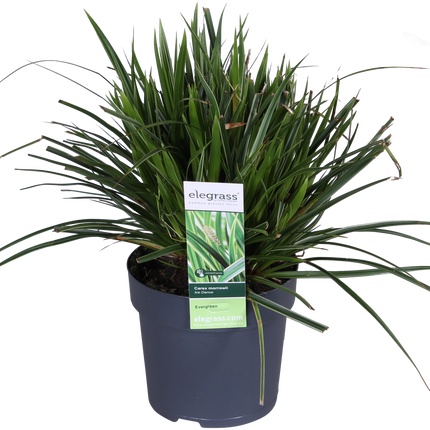 Carex morrowii 'Isdans' - Ø14cm - ↕30cm
