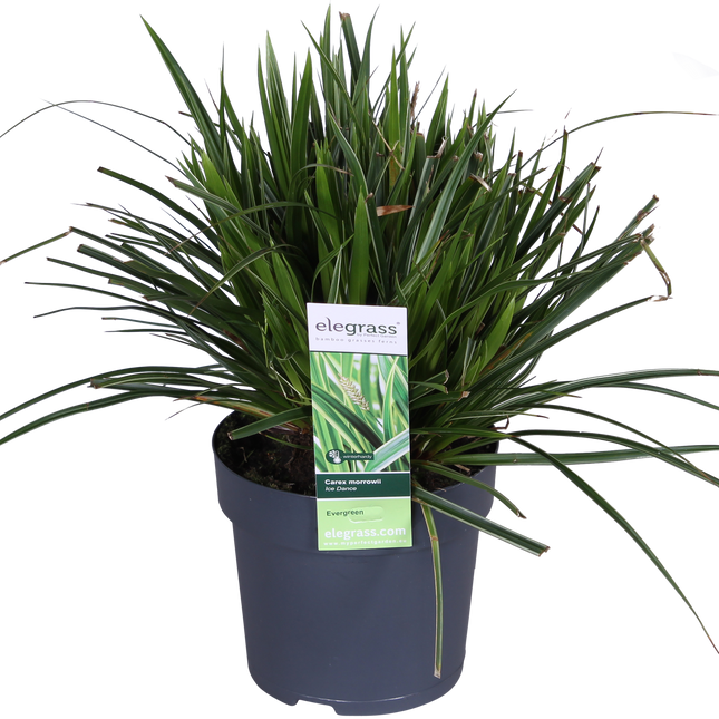 Carex morrowii 'Ice Dance' - Zegge - ↕30cm - Ø14cm