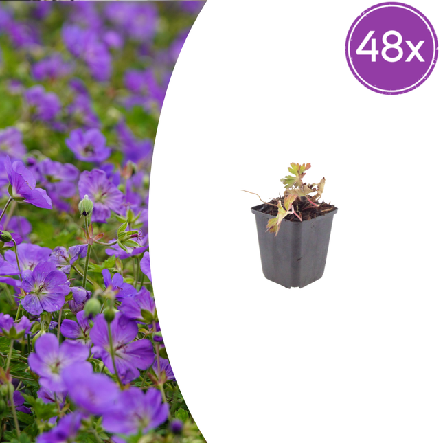 Geranium 'Azure Rush' - Ooievaarsbek - ↕10-25cm - Ø9cm - 48x