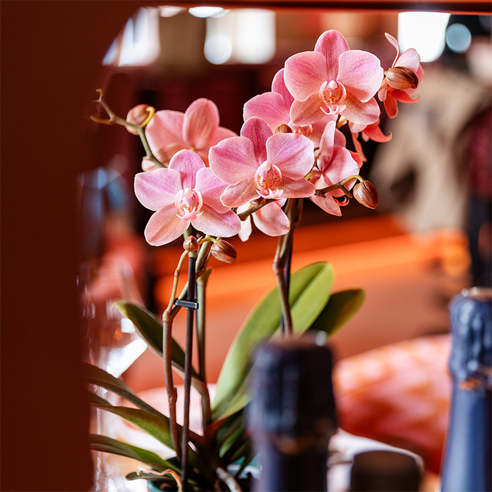 COMBI DEAL van 4 Roze Phalaenopsis orchideeën - Treviso - Ø9cm | bloeiende kamerplant