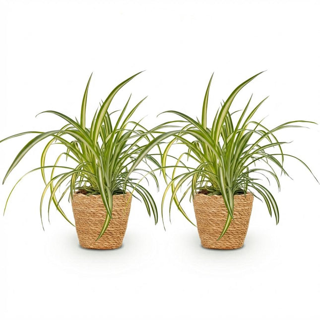 Chlorophytum comosum Variegatum - Bonte Graslelie - met Mand - ↕20cm - Ø12cm - 2x