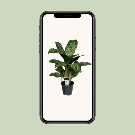 Aglaonema Greenlight - ↕60cm - Ø17cm