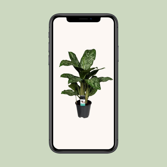 Aglaonema Greenlight - ↕60cm - Ø17cm