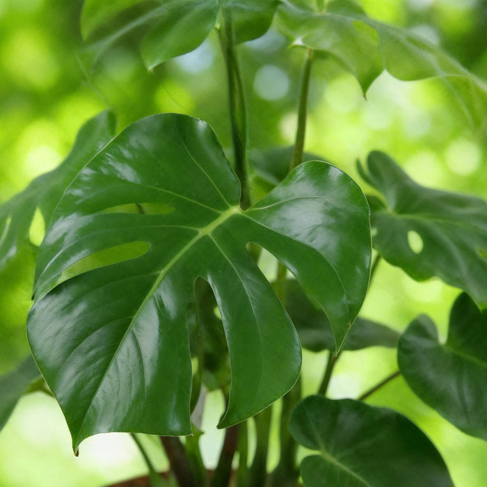Monstera Deliciosa - Gatenplant - met grijze plantenpot - ↕70-80cm - Ø21cm