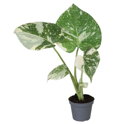 Monstera Thai Constellation - Groen - Wit - Tropisch - Ø6cm - ↕14cm