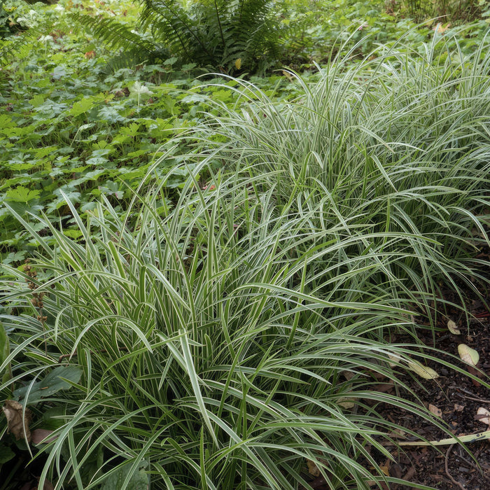 Carex morrowii 'Ice Dance' - Zegge - ↕10-25cm - Ø9cm - 6x