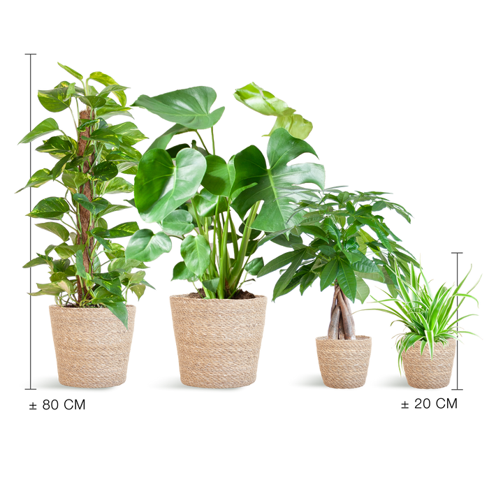 Makkelijke Plantenbox - medium - met mand Sofia