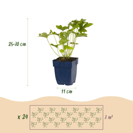 Borderpakket - Kleur Wit - 24 Vaste planten - 3 m2 - Diversen kleuren - Weinig Onderhoud - Ø11cm