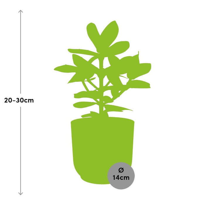 Clusia Princess in elho Vibes Fold Ø14cm geel - ↕20-30cm
