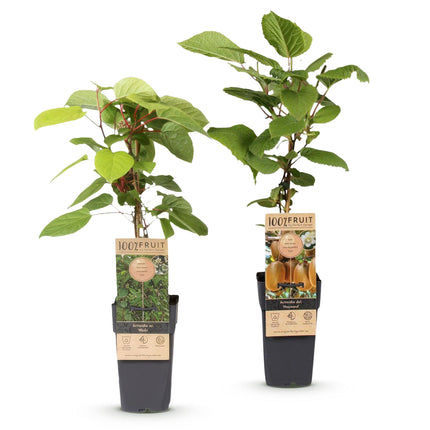 Actinidia Weiki & Hayward - Kiwiplant - 1 Mannelijke - 1 Vrouwelijke - ↕50cm - Ø15cm - 2x