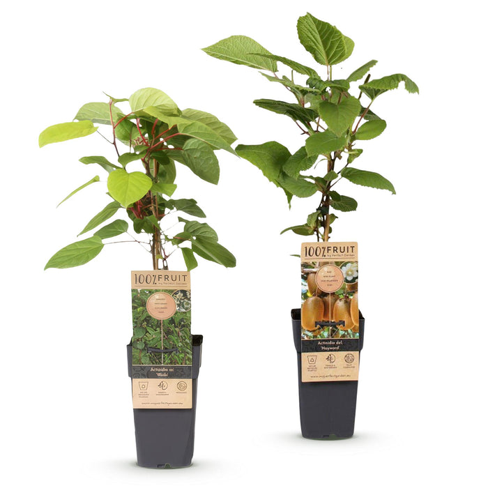 Actinidia Weiki & Hayward - Kiwiplant - 1 Mannelijke - 1 Vrouwelijke - ↕50cm - Ø15cm - 2x