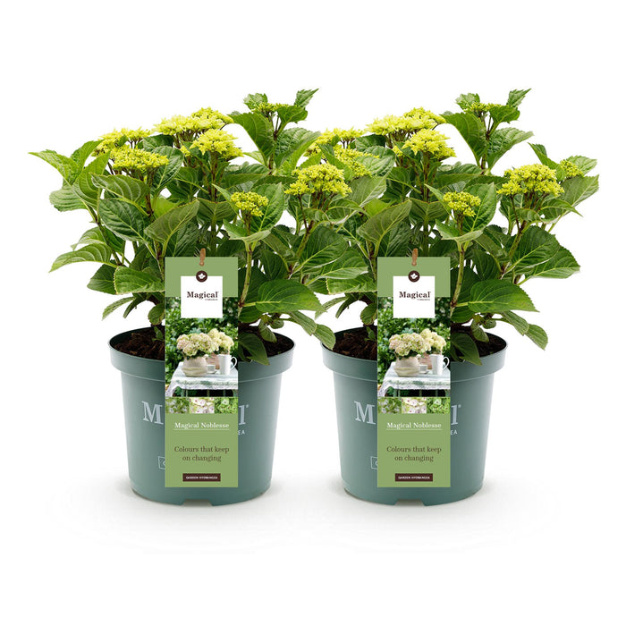 Terrasplant - Hortensia - Hydrangea Magical Nobless - Wit - 6-10 Bloemen - 2 Planten - Pot 23cm Hoogte 55cm