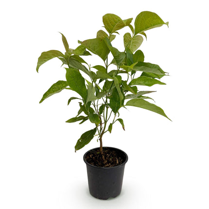 Hartriegel (Cornus mas) – Gelbe Blüte – 1 Pflanze – Laubabwerfend – Pflegeleicht – Topf: 12 cm, Höhe: 35 cm