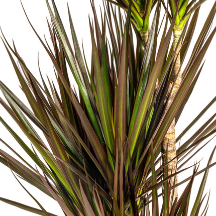 Dracaena Marginata Magenta met mand - ↕110-130cm - Ø21cm