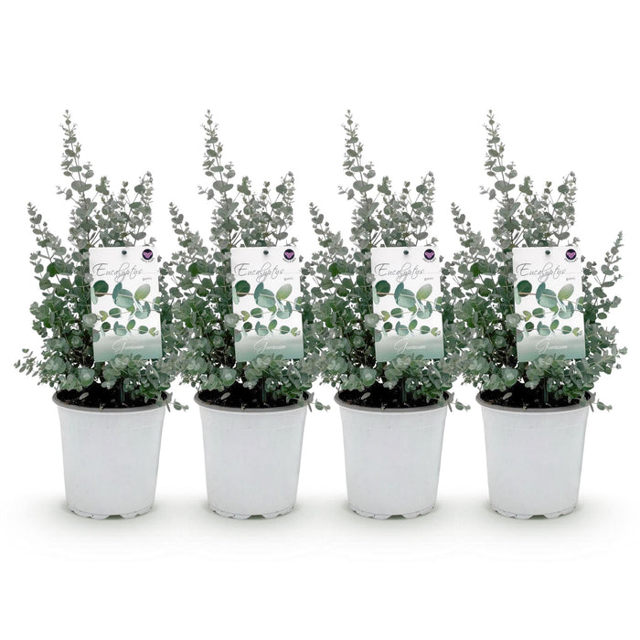 Terrasplant - Eucalyptus boom - Eucalyptus gunni  - Grijs - 4 Planten - Winterhard - Pot 17cm Hoogte 40cm