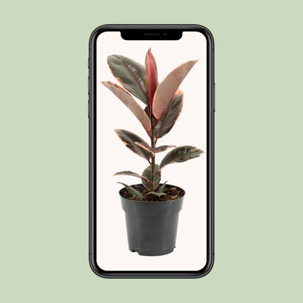 Ficus Elastica Belize - ↕55cm - Ø17cm