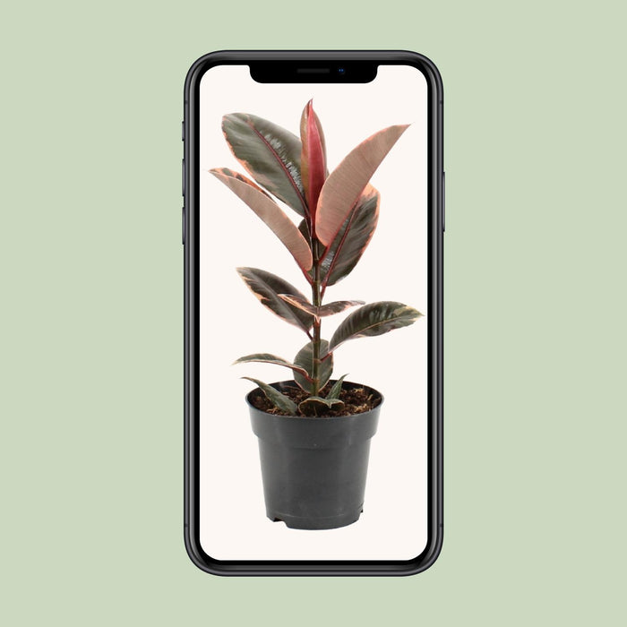 Ficus Elastica Belize - ↕55cm - Ø17cm