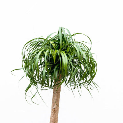 Beaucarnea XXL - Elefantfodplante - ↕180-200cm