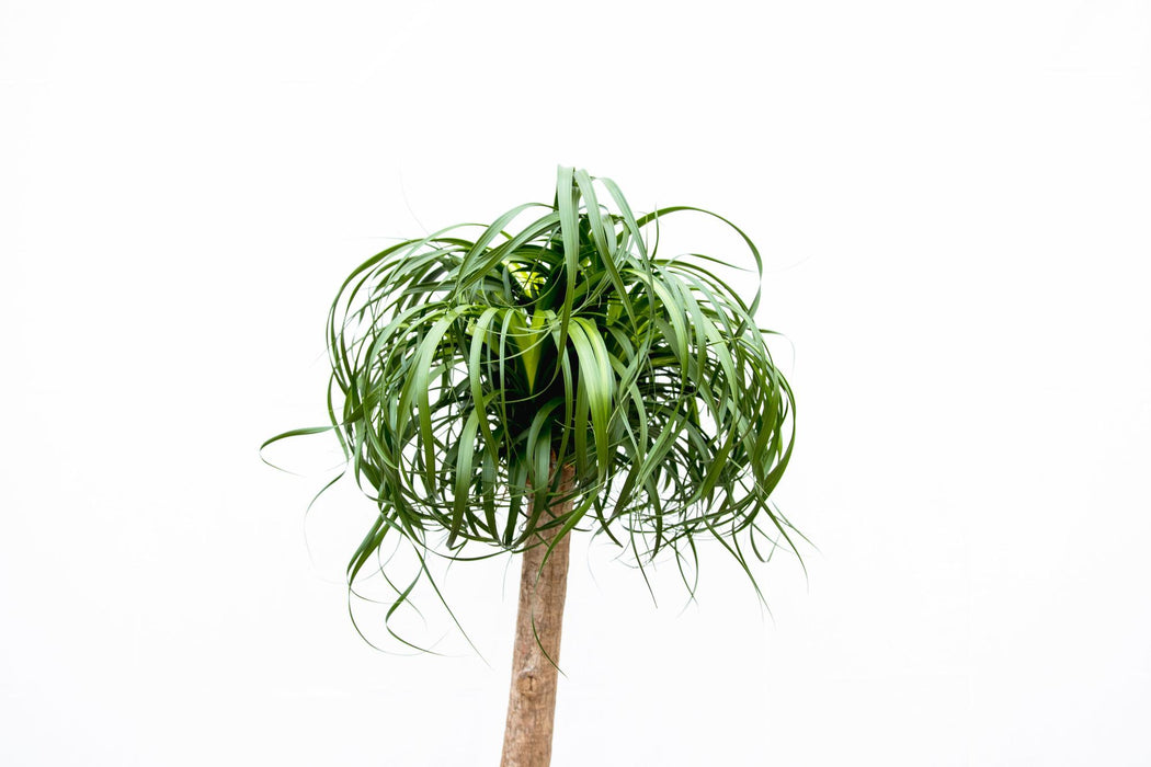Beaucarnea XXL - Olifantenpoot Plant - ↕180-200cm