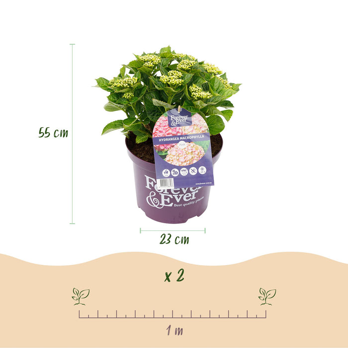Terrasplant - Hortensia - Hydrangea Forever & Ever - Roze - 7-12 Bloemen - Pot 23cm Hoogte 55cm