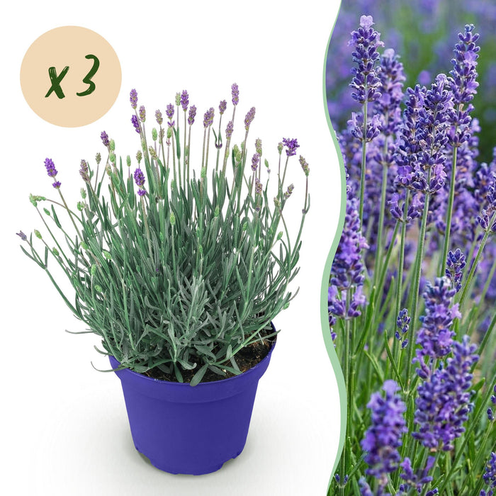 Lavandula angustifolia Hidcote - Lavendel - Paars - ↕20-25cm - Ø12cm - 3x