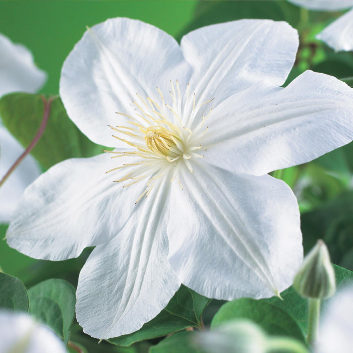 Clematis Madame Le Coultre - Bosrank - bloem wit - ↕40cm - Ø11cm - 2x