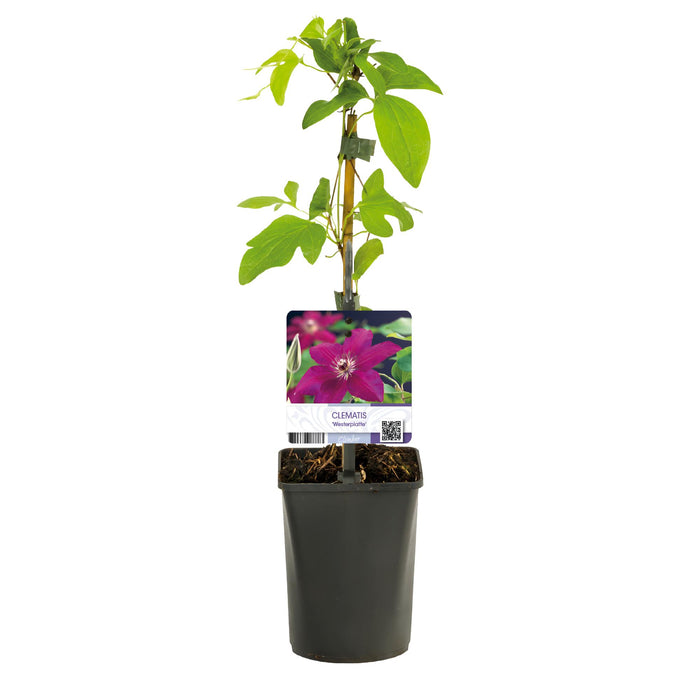 Clematis Westerplatte - Bosrank - Bloem Rood - ↕40cm - Ø11cm - 2x