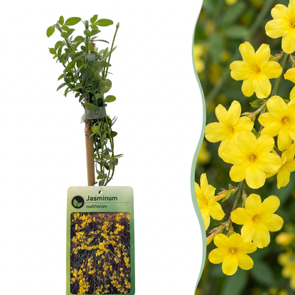 Jasminum nudiflorum - Winterjasmijn 6x - Geel - Klimplant - Ø9cm - ↕35cm