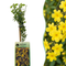 Winterjasmin