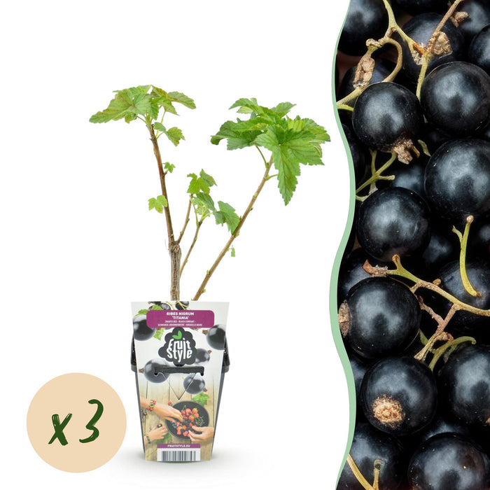 Ribes Nigrum Titania - Zwarte Bes - ↕30-35cm - Ø9cm - 3x