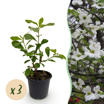 Cornus Florida - Flor blanco-rosa - ↕35cm - Ø12cm - 3x