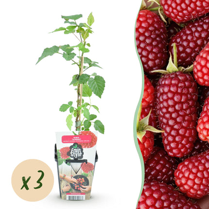 Groseille rouge (Rubus Tayberry) - ↕30-35cm - Ø9cm - 3x