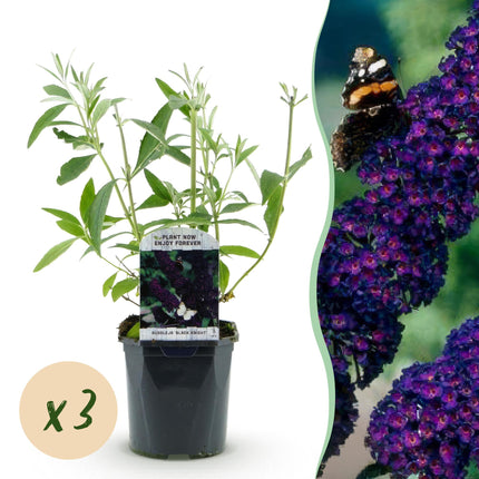 Buddleja davidii Black Night - Vlinderstruik - Paars - ↕45cm - Ø17cm - 3x