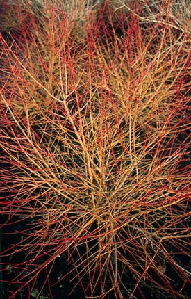 Cornus sanguinea 'Anny's Winter Orange' - Kornoelje - ↕10-25cm - Ø9cm - 60x