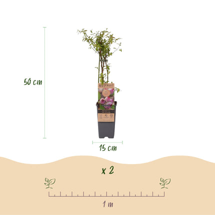 Vaccinium cor. Pink Lemonade - Arándano rosa - Resistente - Bayas rosas - 2 plantas - Maceta de 15 cm - Altura 50 cm