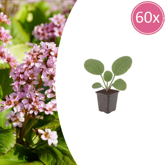 Bergenia cordifolia - Schoenlappersplant - ↕10-25cm - Ø9cm - 60x