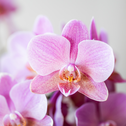 Kolibri Orchids | Oudroze Treviso orchidee + groene Diabolo sierpot | potmaat Ø9cm | bloeiende kamerplant incl. watergeeflont