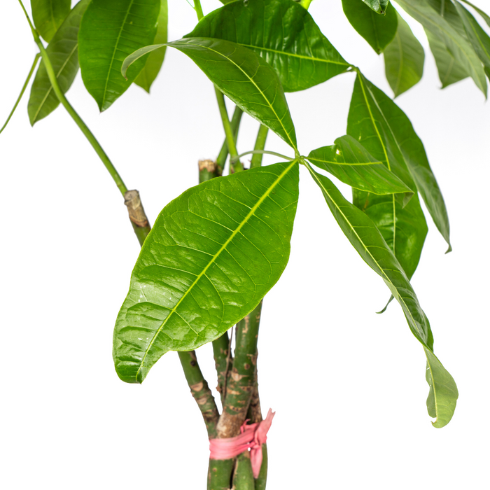 Pachira Aquatica - Geldboom - ↕120-140cm - Ø24cm