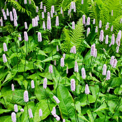 Persicaria amplexicaulis 'Alba' - Duizendknoop - ↕10-25cm - Ø9cm - 12x