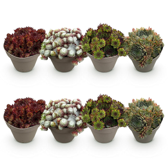 Sempervivum Big Sam - Diversen kleuren - ↕17cm - Ø14cm - 8x