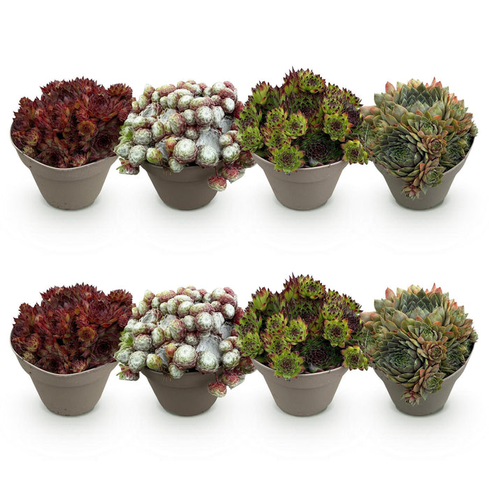 Bodembedekker - Winterhard -Sempervivum Big Sam - 8 Planten - Diversen kleuren - Weinig Onderhoud - Pot 14 Hoogte 17