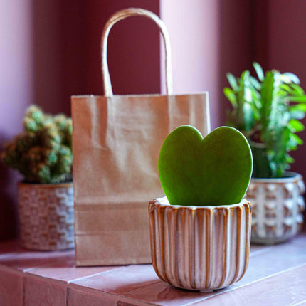 Gift Set - Love Set - Heart-shaped plant, pot, greeting card & gift bag