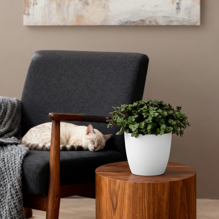 Callisia repens - Schildpadplant - met witte plantenpot - ↕15-20cm - Ø12cm