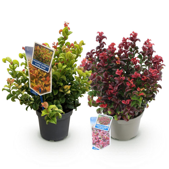 Leucothoe Curly Duo - Jaune et Rouge - 2 Plantes - Persistant - Facile d'entretien - Pot de 17 cm - Hauteur 40 cm