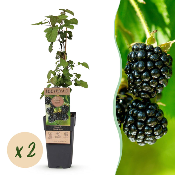 Rubus fruticosus Black Satin - Bramenplant - Zwarte Braam - ↕50cm - Ø15cm - 2x
