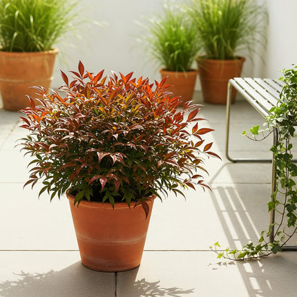 Nandina Gulfstream - Oranje - 2 Planten - Groenblijvend - Weinig Onderhoud - Pot 17cm Hoogte 45cm
