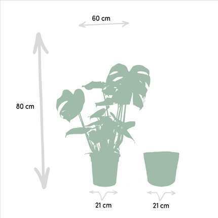 Strelitzia Nicolai - ↕85cm - Ø19cm + Monstera Deliciosa + Mand Selin - ↕75cm - Ø21cm